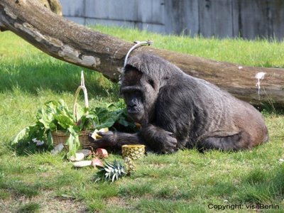 Fatou, cea mai bătrână gorilă din Europa, sărbătorită la 60 de ani cu un coş cu banane şi ananas