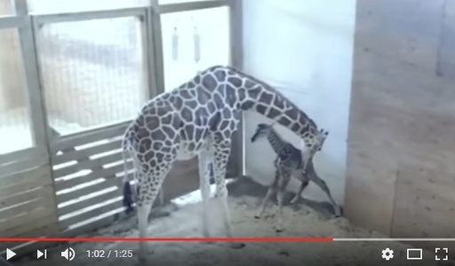 Girafa April a născut un pui sănătos, într-o grădină zoologică din New York; Momentul naşterii a fost vizionat prin livestream de peste 1 milion de internauţi. FOTO, VIDEO