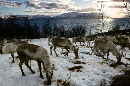 Norvegia va sacrifica 2.000 de reni pentru a eradica o maladie