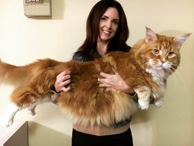 Omar, probabil cea mai lungă pisică domestică din lume, a devenit o celebritate pe internet