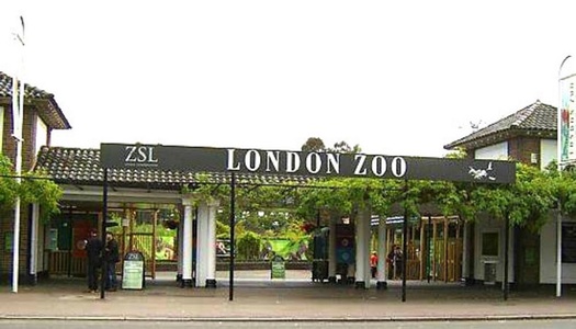 Grădina Zoologică din Londra, redeschisă după incendiul în care au murit mai multe animale


