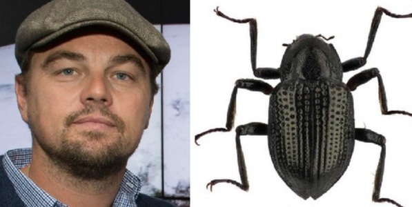 O specie de gândac de apă nou descoperită în Malaezia, numită după Leonardo DiCaprio