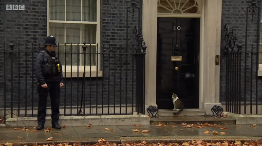 Motanul Larry de la reşedinţa prim-ministrului britanic, în dificultate, ajutat de un poliţist - VIDEO

