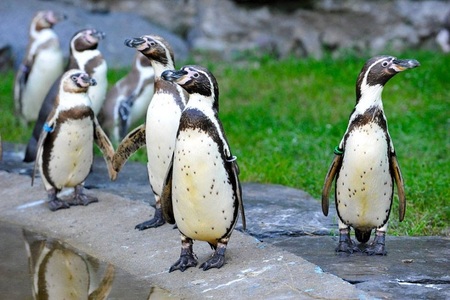 Doi pinguini "gay" de la Grădina Zoologică din Berlin au adoptat un ou abandonat