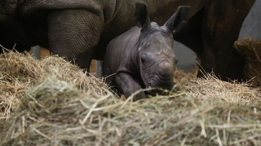 Un pui de rinocer alb s-a născut în parcul belgian Pairi Daiza