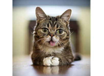 Pisica Lil Bub, vedetă online, a murit la vârsta de 8 ani
