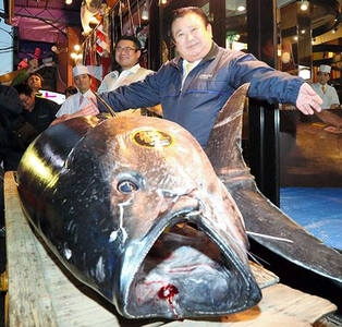 Un ton roşu uriaş, vândut pentru 1,8 milioane de dolari în prima licitaţie a anului din Japonia