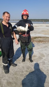 O lebădă rămasă împotmolită în mâlul din Lacul Sărat, salvată de pompieri - FOTO