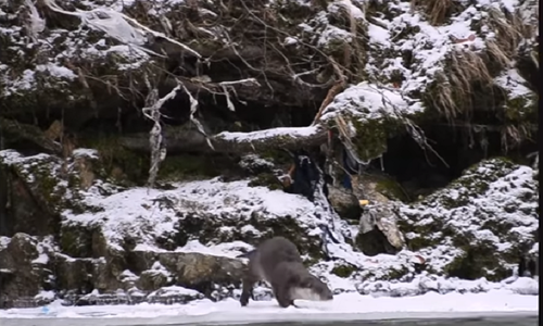 Vidră filmată pe malul unui râu din Parcul Naţional Defileul Jiului - VIDEO