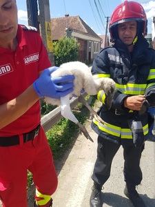 Pui de barză căzut din cuib, salvat de către pompierii din Braşov - FOTO, VIDEO
