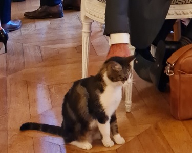 „Diplomaţie pisicească” - Poveste cu pisica Nomi de la Ministerul francez de Externe, spusă de ambasadorul României la Paris