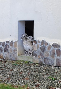 Doi pui de leopard al zăpezilor vor putea fi văzuţi începând de sâmbătă, la Grădina Zoologică Braşov - FOTO
