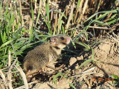 Trei exemplare de hamster românesc sau dobrogean au fost găsite în Rezervaţia Biosferei Delta Dunării / Specialiştii susţin că este un animal rar, iar numărul de exemplare este în scădere 