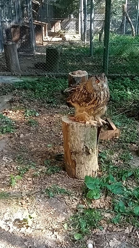 FOTO: ZOO Târgu Mureş