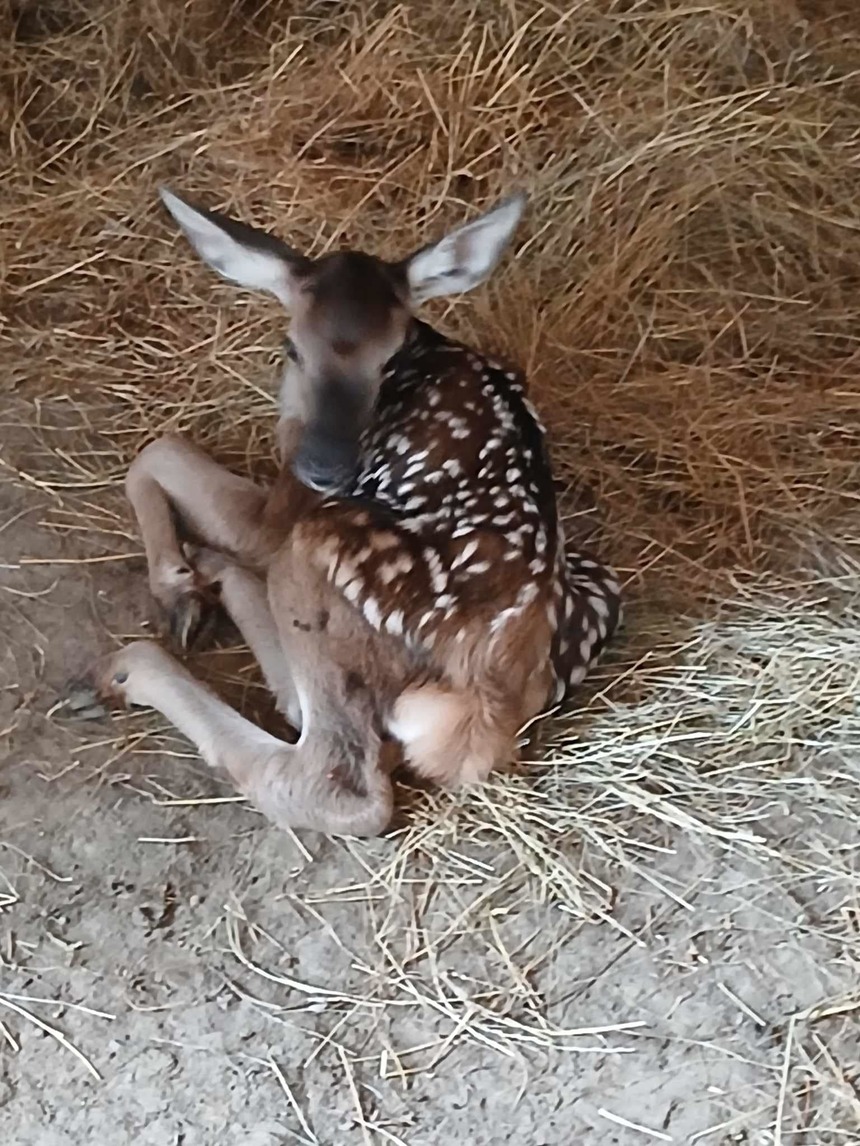 Pui de cerb carpatin, născut la Grădina Zoologică din Craiova/ Lia Olguţa Vasilescu: Acum avem şi Bambi