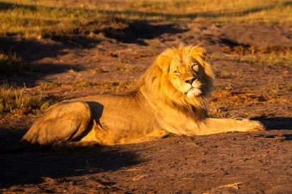Japonia: Trei lei au murit într-o grădină zoologică, posibil din cauza caniculei