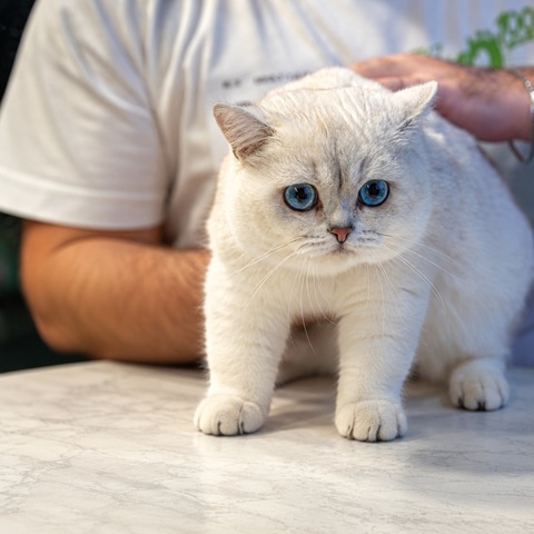 Super-greii competiţiilor feline, „verii” lui Tilcayo şi pisicile care îşi caută o familie, pe covorul roşu la SofistiCAT/ FOTO