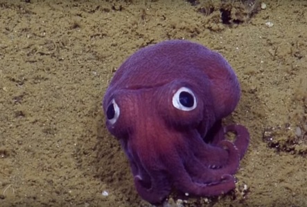 O echipă de cercetători a găsit o caracatiţă mov, ce pare desprinsă din desenele animate. VIDEO