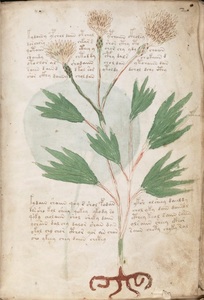Misteriosul manuscris Voynich va fi reprodus de o editură din Spania
