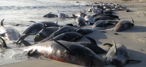 Peste 400 de balene au eşuat, miercuri, în sudul Noii Zeelande. Voluntarii au reuşit să salveze doar 100 de cetacee