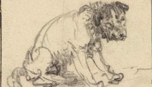 O schiţă desenată de Rembrandt, în care apare un câine, a fost autentificată după 250 de ani în care a fost atribuită unui pictor german