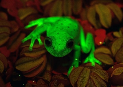 O nouă specie de broască, descoperită în America de Sud, revoluţionează cunoştinţele despre fluorescenţă