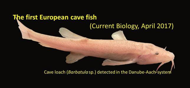 Prima specie de peşti de peşteră din Europa a fost descoperită în sudul Germaniei