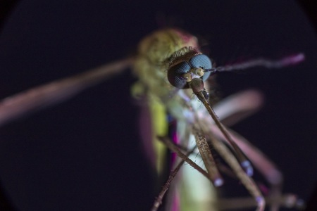 Discovery Channel va difuza în premieră mondială documentarul ”Mosquito”, despre pericolele înţepăturii de ţânţar
