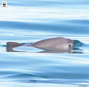 Pescuitul cu plase în partea de nord a Golfului California a fost interzis, în urma campaniei sprijinite de Leonardo DiCaprio pentru salvarea delfinilor Vaquita