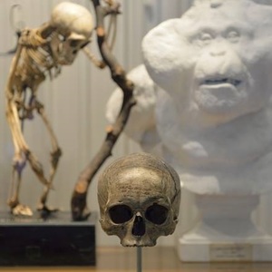 Algeria a cerut Franţei restituirea craniilor combatanţilor aflate la Muzeul Omului din Paris