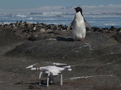 O colonie de 1,5 milioane de pinguini Adélie, descoperită în Antarctica
