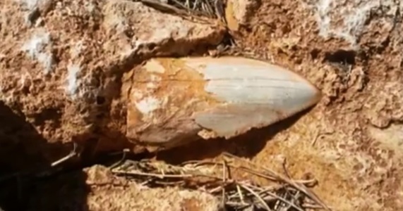 Un dinte fosilizat al unui rechin preistoric gigant a fost furat din locul în care era ascuns