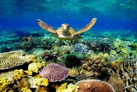 Guvernul australian promite jumătate de miliard de dolari pentru a proteja Marea Barieră de Corali