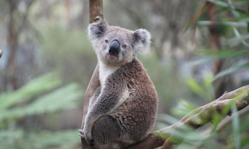 Australia va investi 45 de milioane de dolari australieni pentru a salva populaţia de Koala