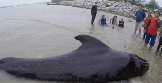 O balenă a murit după ce a înghiţit 80 de pungi de plastic în apele Thailandei
