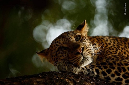 Puiul de leopard Mathoja din Rezervaţia Mashatu Game, în Botswana, fotografiat de Skye Meaker.