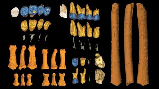 Homo luzonensis - O nouă specie, descoperită în Filipine