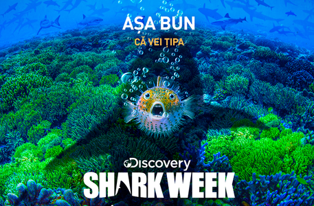 „Shark Week” - Mai mult de 20 de ore de conţinut cu şi despre rechini, la Discovery