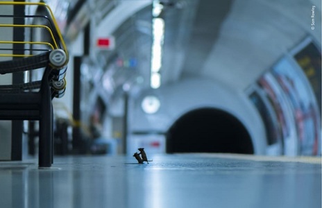 O fotografie în care doi şoareci se bat într-o staţie de metrou, câştigătoare a unui prestigios premiu londonez