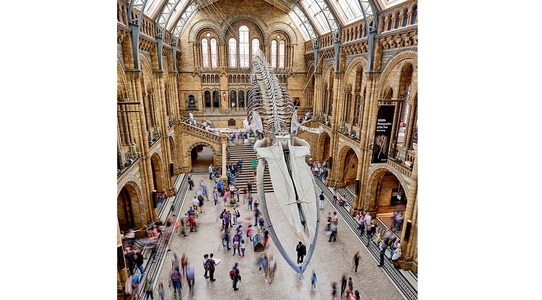 Unele dintre cele mai mari muzee londoneze, redeschise în august, se aşteaptă la o scădere de 80% a numărului vizitatorilor