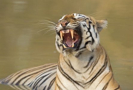 INTERVIU. „Regina tigru din Taru” - Exploratoarea Aishwarya Sridhar spune povestea unei feline care gândeşte şi acţionează ca un om