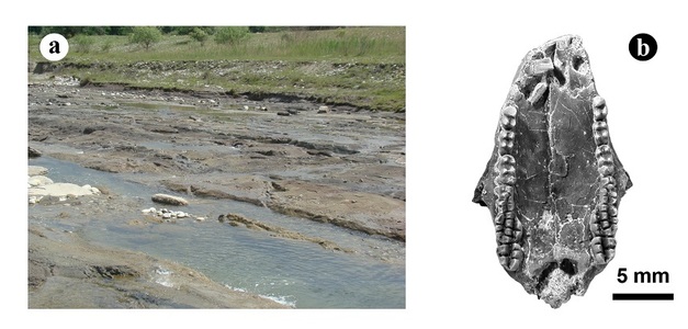 Un nou mamifer mezozoic descoperit în Haţeg