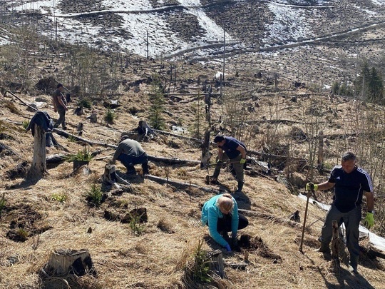 Acţiune de plantare, 2021