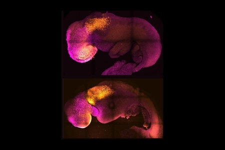 Oamenii de ştiinţă au folosit celule stem pentru a crea embrioni sintetici de şoarece 