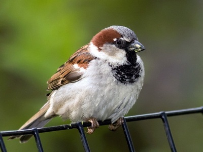 Păsările pot "divorţa" din cauza promiscuităţii sau a unor perioade lungi de separare