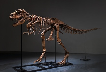 Două schelete de dinozaur vor fi scoase la licitaţie la New York
