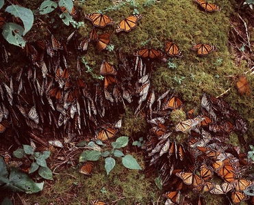 Populaţia de fluturi-monarh din Mexic a scăzut la un nivel aproape record