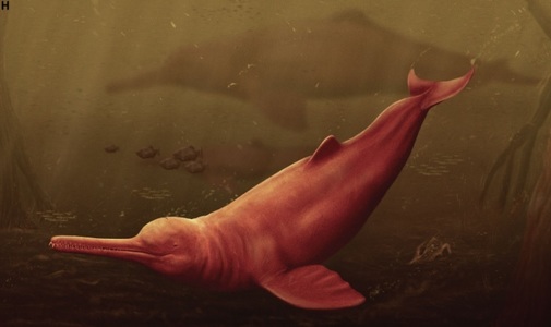 Oamenii de ştiinţă au descoperit craniul unui delfin antic uriaş în Amazon
