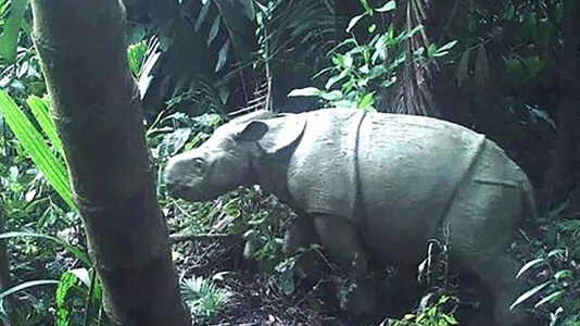 Un exemplar rar de tânăr rinocer de Java a fost observat într-un parc naţional indonezian