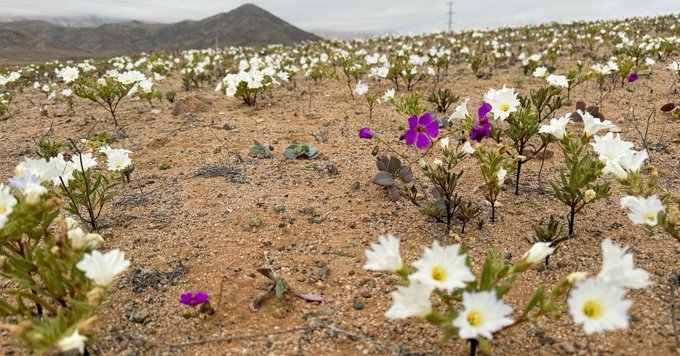 Deşertul Atacama din Chile, unul dintre cele mai aride de pe planetă, a fost acoperit de flori